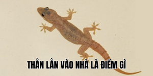 Thằn Lằn Vào Nhà Là Điềm Gì